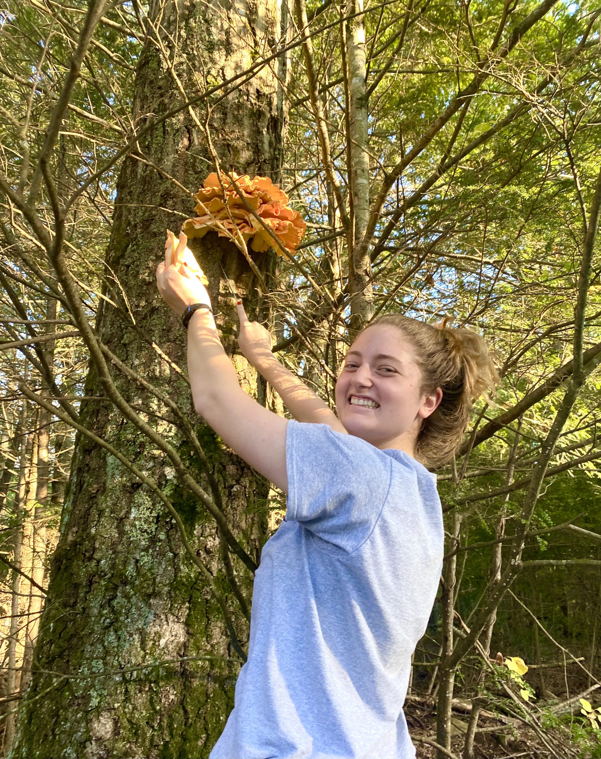 Picking mushroom from a tree