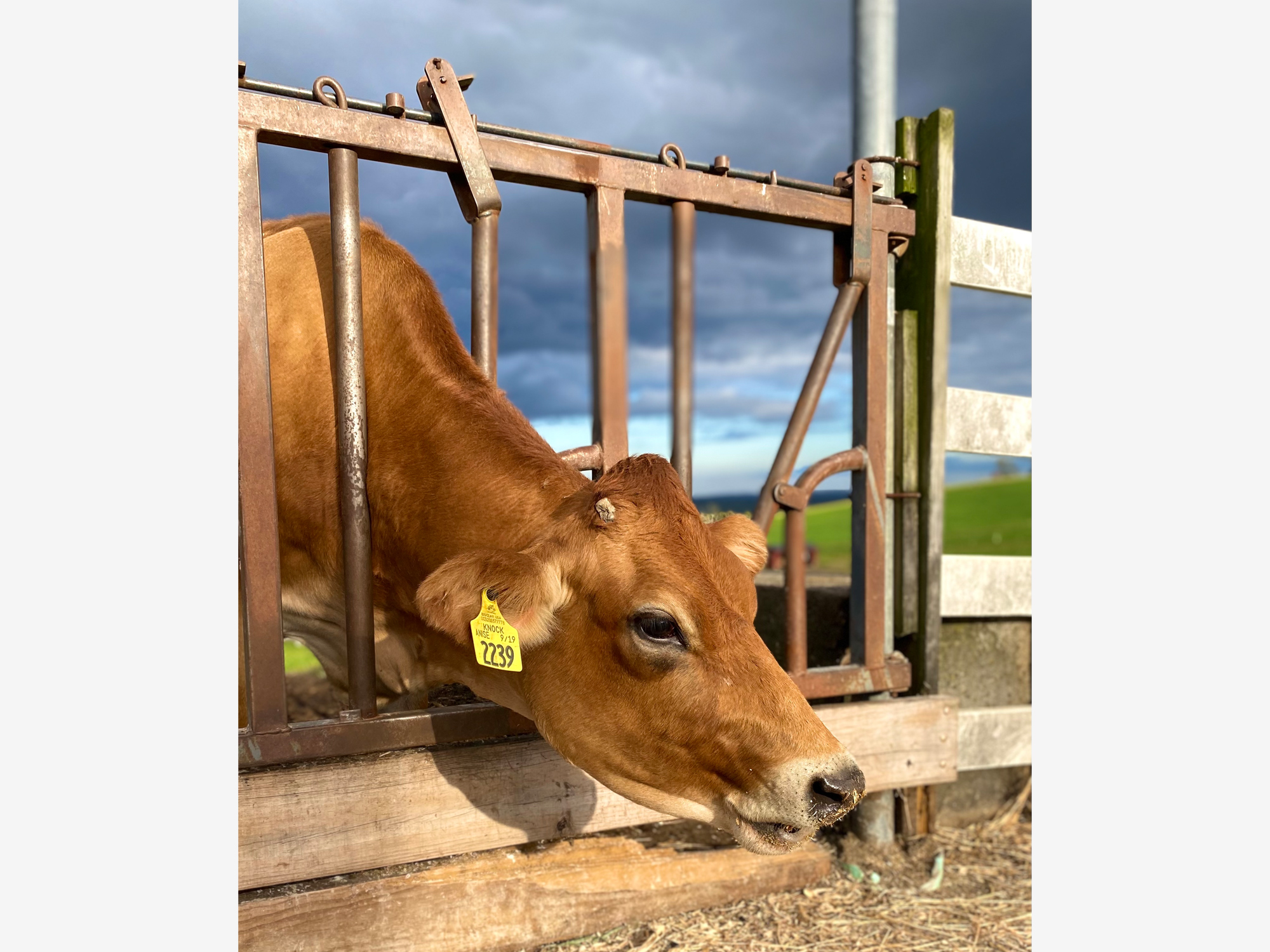 a cow eating through a fence