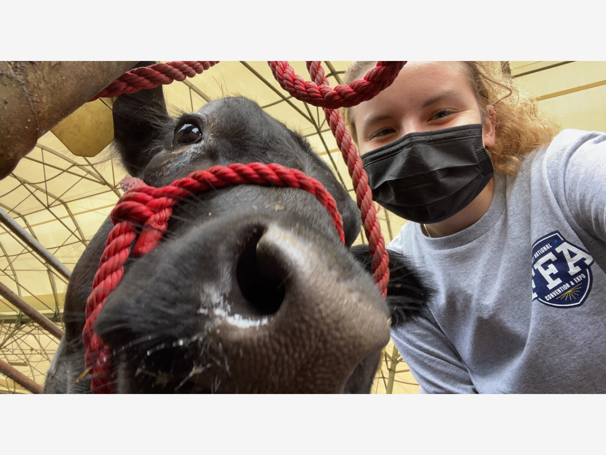 girl taking selfie with photobombing cow
