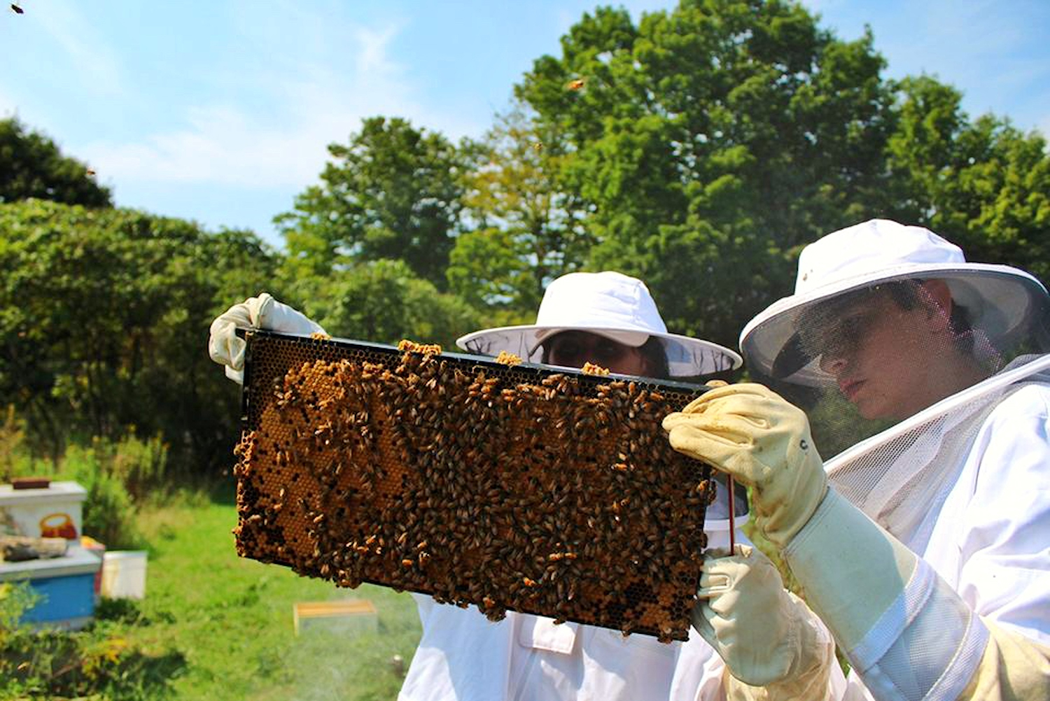 UConn Beekeepers - Gabriela Fonseca Cordero